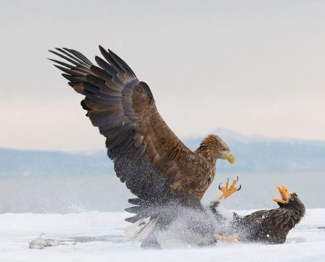 جنگ عقاب‌ها در عکس روز نشنال جئوگرافیک +عکس