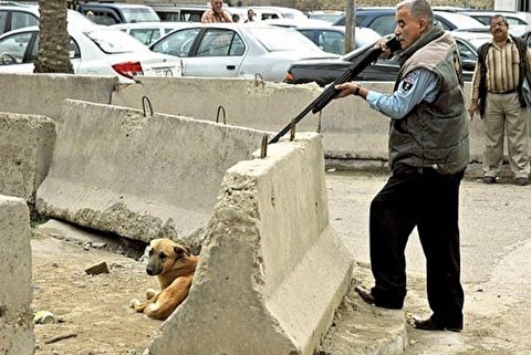 ماجرای عجیب کشتار سگ‌ها در کهریزک چیست؟ + فیلم و عکس
