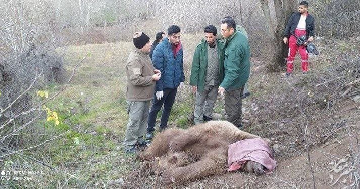 لحظه نجات خرس قهوه‌ای از تله شکارچیان در ایران + عکس