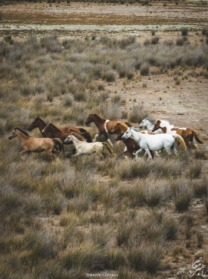 عکس | تصویر رویایی از گله اسب‌ها در میانکاله