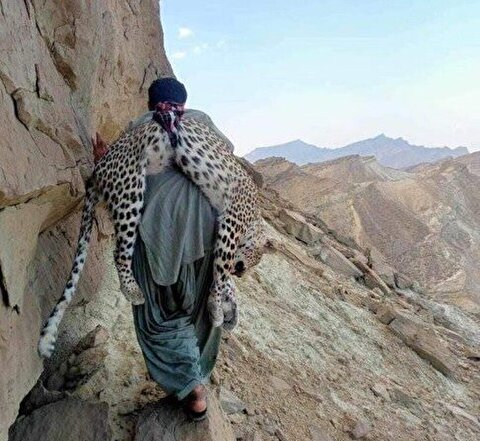 شکار پلنگ ایرانی توسط یک تبعه پاکستان + عکس