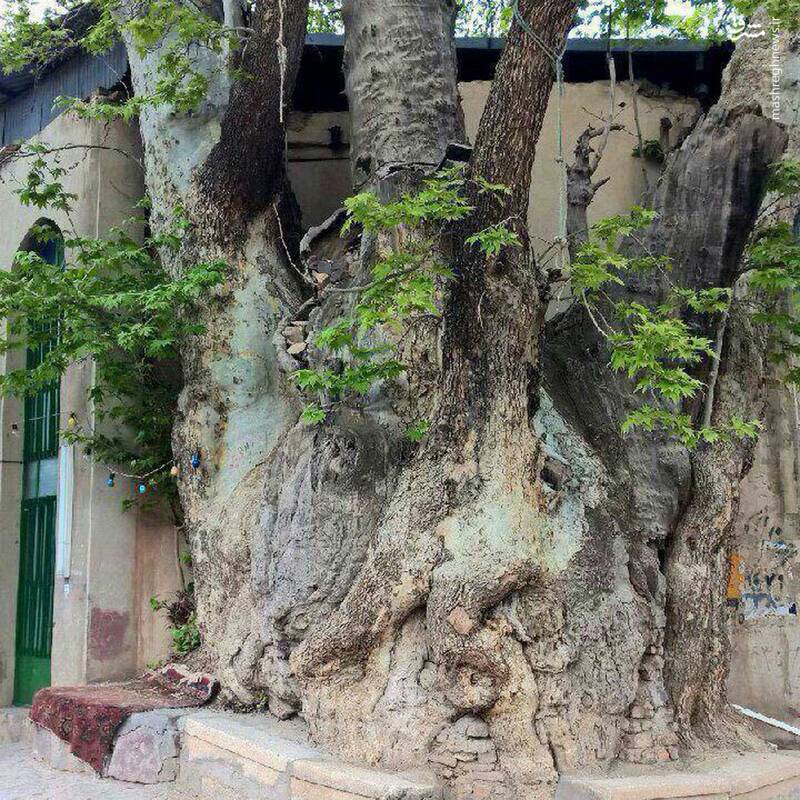 عکس/ درختی ١٥٠٠ساله در قم