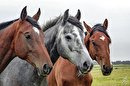 سود صنعت اسب تضمین شده است/ 100 میلیارد یورو گردش مالی صنعت اسب در اروپاست