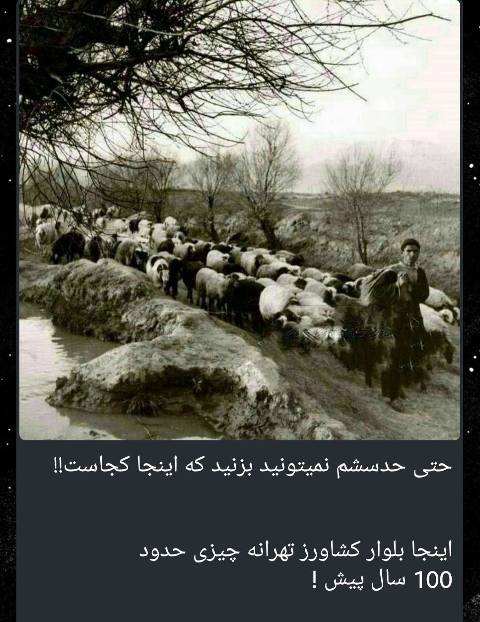 چرای گوسفندان در بلوار کشاورز تهران!/عکس