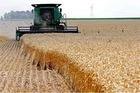افزایش قیمت گندم منتفی است