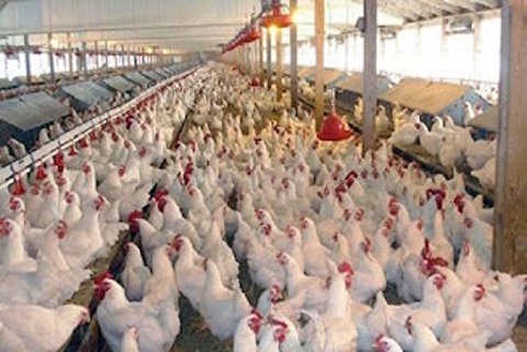 نرخ هر کیلو مرغ ۱۴ هزار و ۵۰۰ تومان