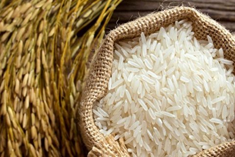 تاجران برنج یا تولیدکنندگان برنج، کدام یک نهایتا متضرر می‌شوند؟
