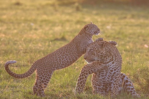 تصاویر شگفت انگیز از حیات وحش آفریقا