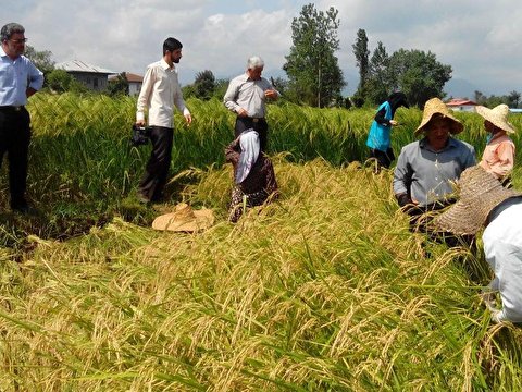 خودکفایی ایران در تولید برنج