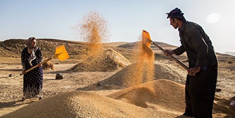 تبدیل شدن ایران به کشور واردکننده گندم؛ حرکت در مسیر وقوع یک بحران