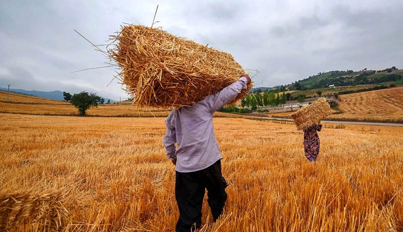 آیا قیمت وضع شده برای خرید تضمینی گندم از کشاورزان مناسب است؟