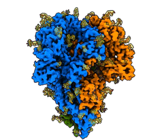 دقیق‌ترین تصویر از ساختار پروتئین خوشه‌ای کرونا