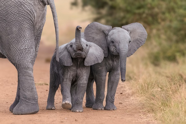 پدیده نادر تولد بچه فیل های دوقلو در کنیا+ عکس