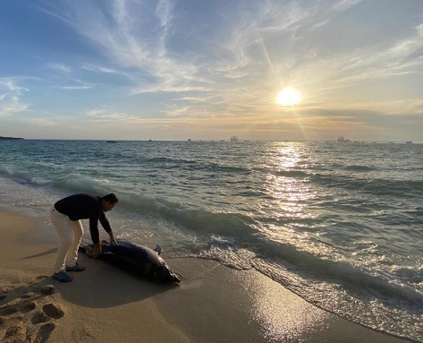 علت مرگ دلفین در سواحل خلیج فارس چه بود؟ + عکس و فیلم
