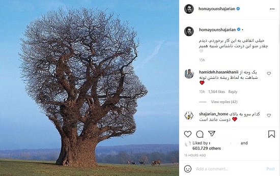 درختی که شبیه همایون شجریان است + عکس