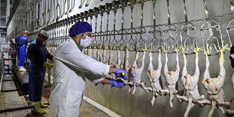 آیا کاهش تولید عامل گران شدن مرغ است؟/ آشفتگی قیمت در محصولات پروتئینی از دولت دوازدهم کلید خورد‌