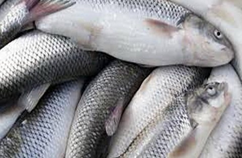 روش‌های از بین بردن بوی ضخم ماهی از سطوح مختلف