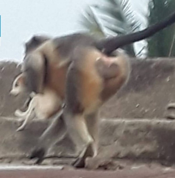 میمون‌های انتقام جو ۲۵۰ توله سگ را کشتند! + عکس