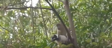میمون‌های انتقام جو ۲۵۰ توله سگ را کشتند! + عکس