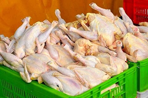ذخیره گوشت مرغ برای عید نوروز و ماه رمضان