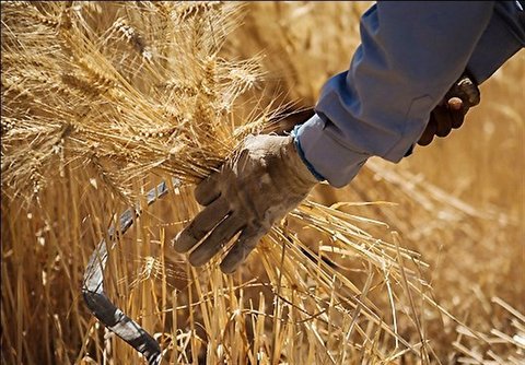 کاهش ضریب خودکفایی گندم با بی‌توجهی به کشاورزان