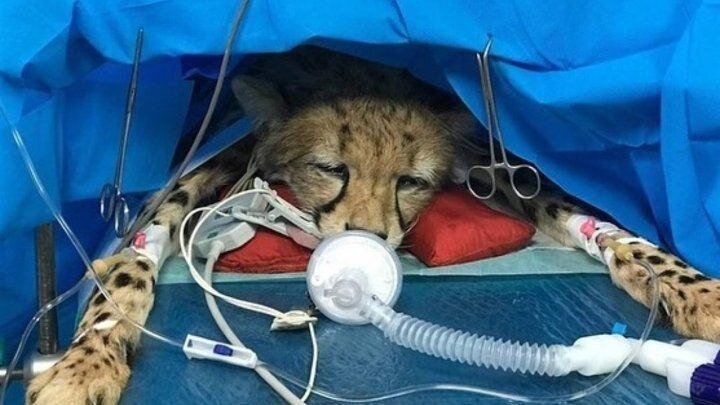 تصویر غم انگیز از ایران؛ یوزپلنگ مادر هم مریض شد؟