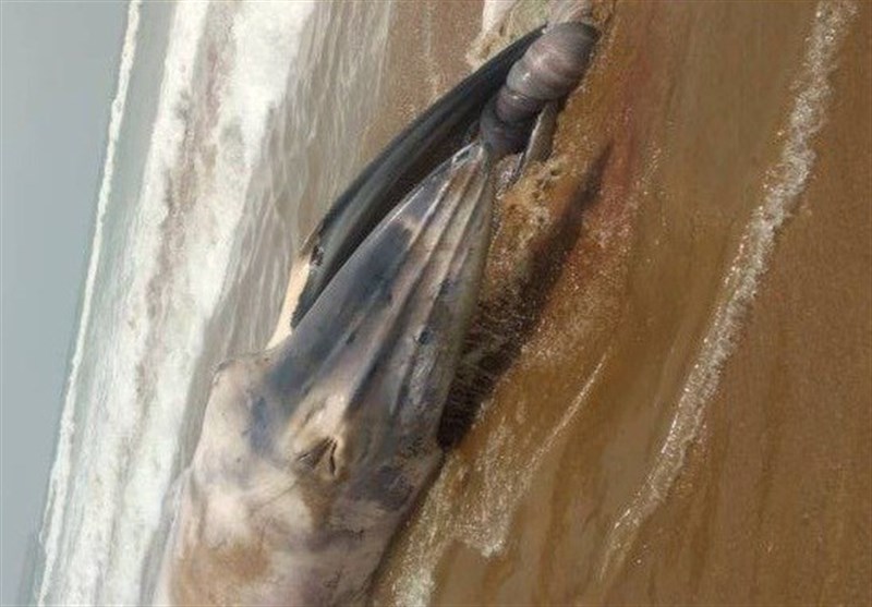 کشف لاشه یک نهنگ در ساحل بندر بریس چابهار+ عکس