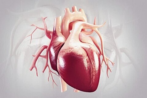 مزایای «رژیم فستینگ» برای سلامت قلب و عروق