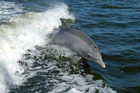 این دلفین خارق العاده ویروس کرونا را تشخیص می‌دهد + عکس