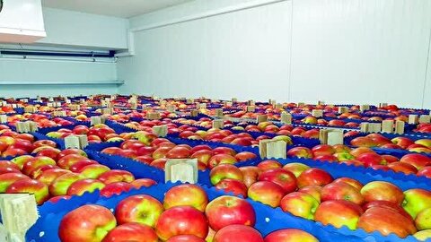 شب عید عوارض صادرات سیب صفر شد