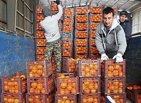 عرضه میوه تنظیم بازاری شب عید به زودی آغاز می‌شود