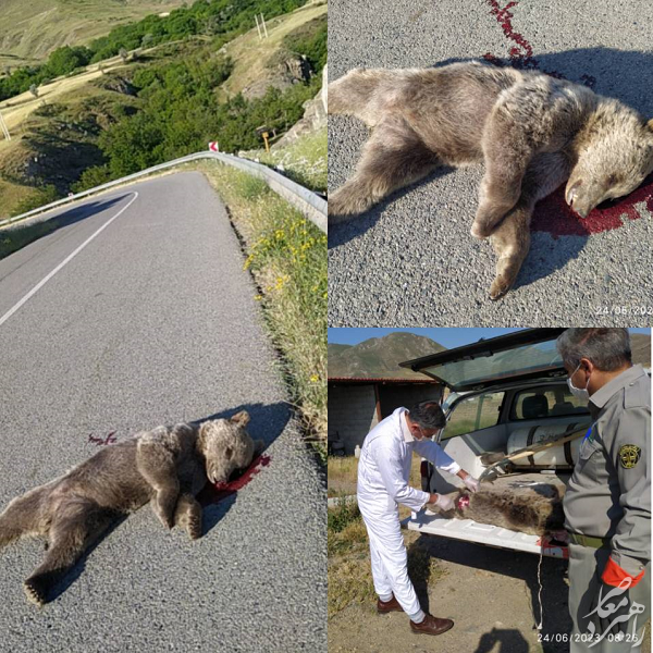 مرگ یک قلاده خرس قهوه‌ای در هوراند + عکس
