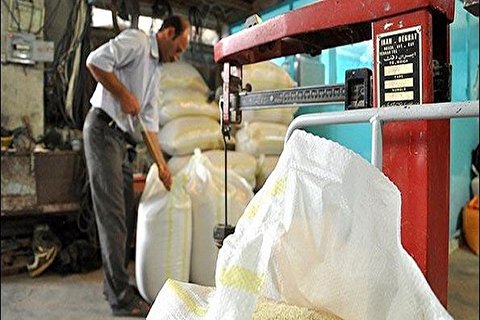 آغاز خرید برنج مازاد کشاورزان