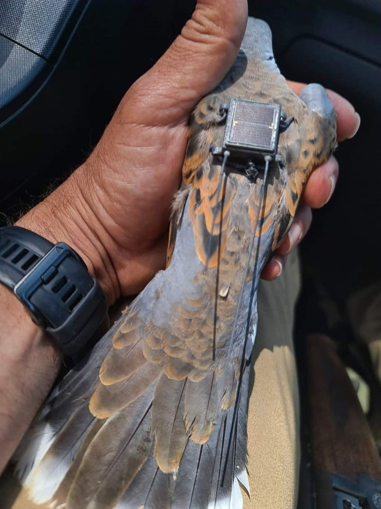 پرنده‌ای با دستگاه جاسوسی در جنوب لبنان به دام افتاد +عکس