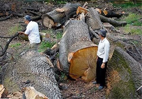 ماجرای قطع درختان الیمالات مازندران توسط یک سرمایه‌گذار