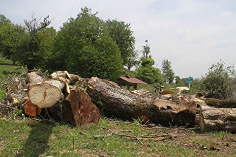 تکذیب قطع ۴۰۰۰ درخت در الیمالات مازندران