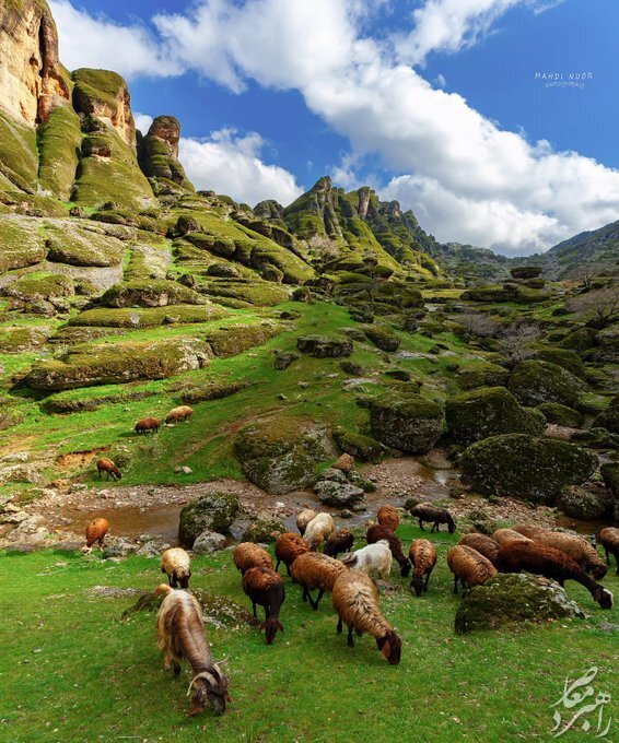 گله گوسفندان در مخمل کوه لرستان + عکس