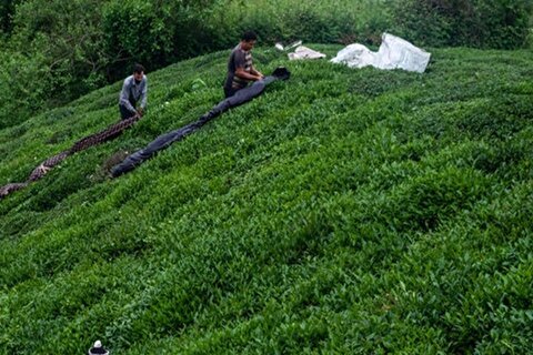 نرخ خرید تضمینی برگ سبز چای اعلام شد