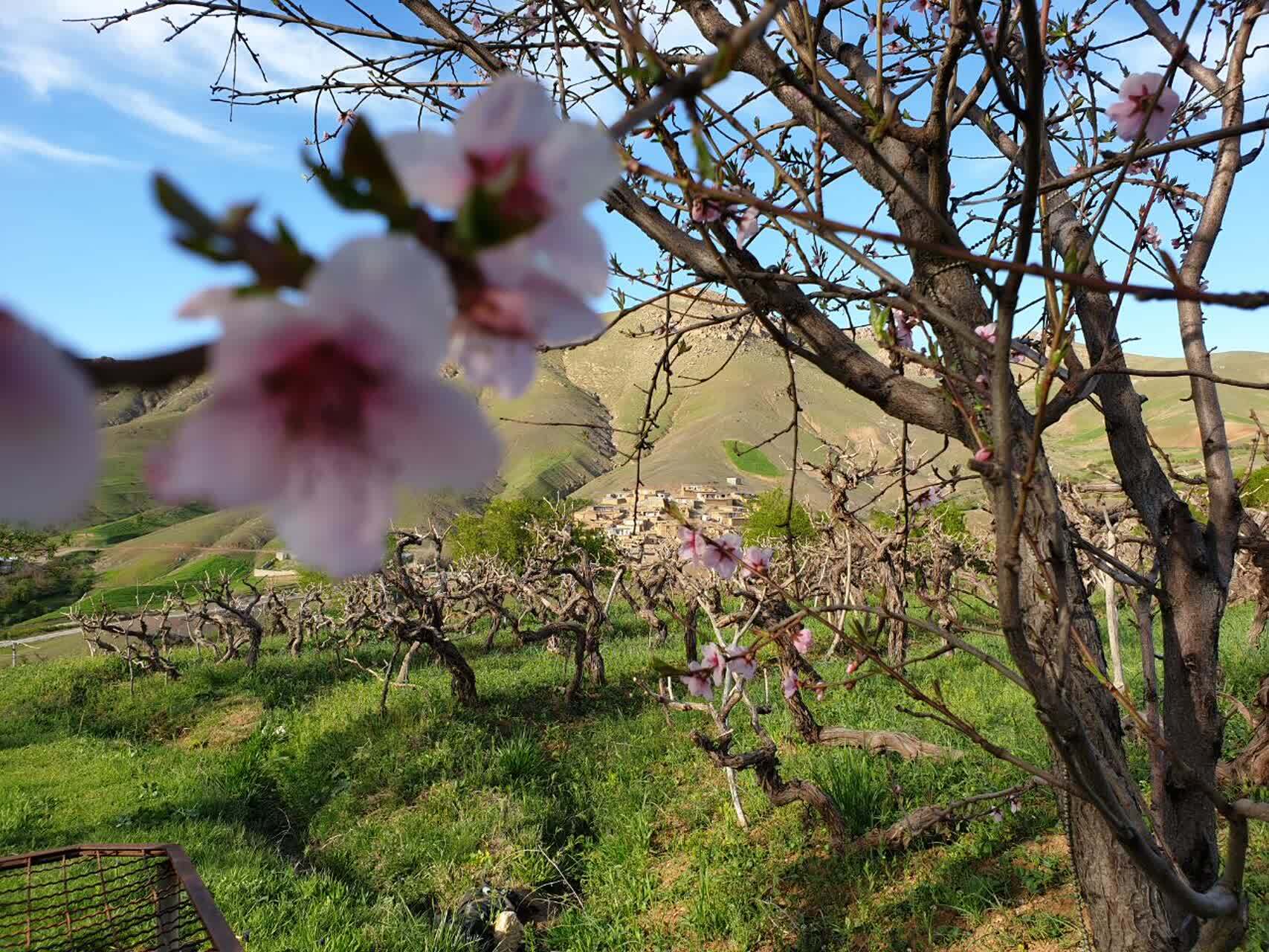 عکس / صدای پای بهار در روستا