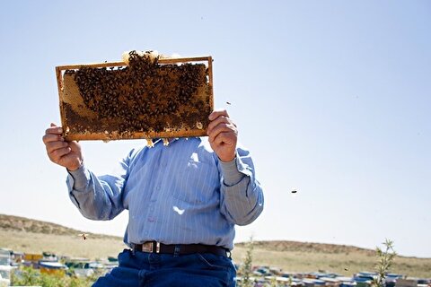 معافیت محصولات زنبور عسل از مالیات بر ارزش افزوده