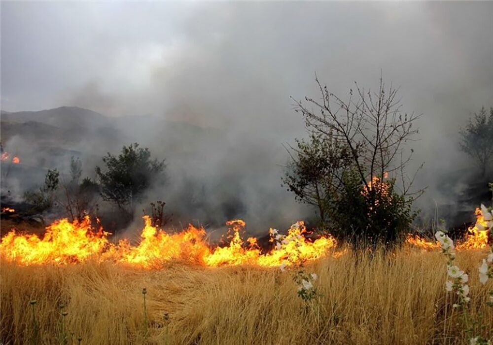 آتش سوزی در نخلستان‌های میناب