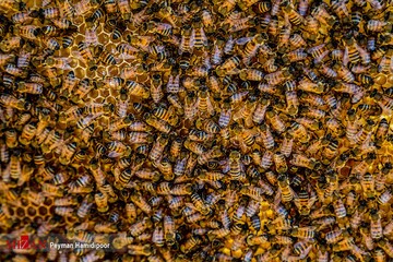  زنبور عسل می‌تواند سرطان ریه را تشخیص دهد؟