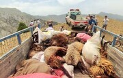 معاون فرماندار مانه گفت: ۵۰ راس گوسفند امروز (شنبه) بر اثر سقوط از...