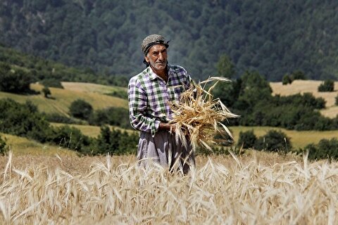 معاون وزیر جهاد کشاورزی:ایران از خودکفایی مطلق به مازاد تولید گندم می‌رسد