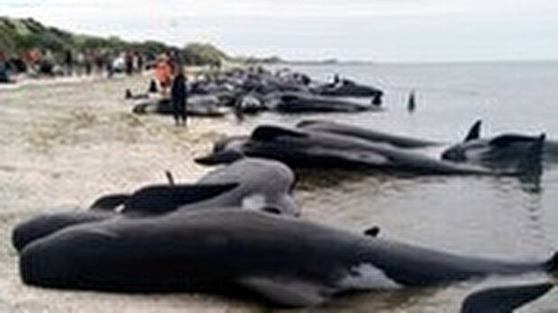 فیلم | تلف شدن ده‌ها نهنگ در سواحل اسکاتلند