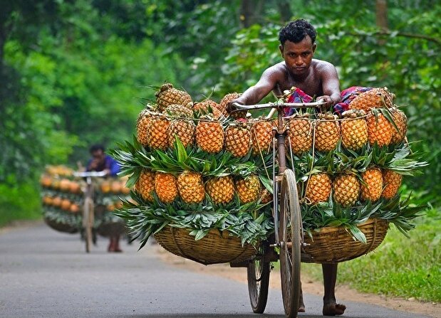 تصاویر | دوچرخه‌ سواری آناناس‌ها در بنگلادش