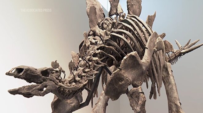 فیلم | نمایش فوق العاده فسیل استگوزاروس ۱۶۱ میلیون ساله در نیویورک