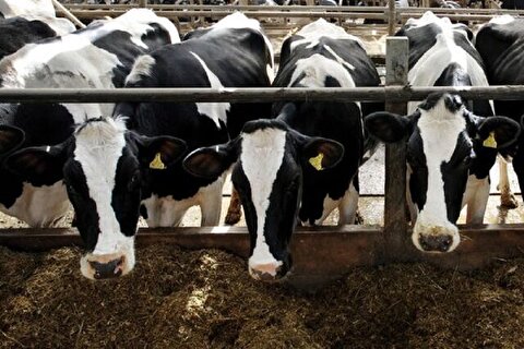 گاو‌ها تهدیدی برای همه‌گیری‌های آینده