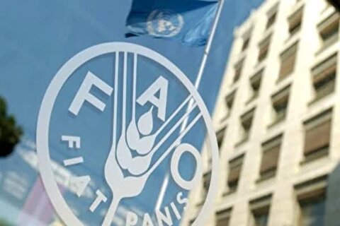 فائو: ایران امسال ۲۰ میلیون تن غلات تولید می‌کند