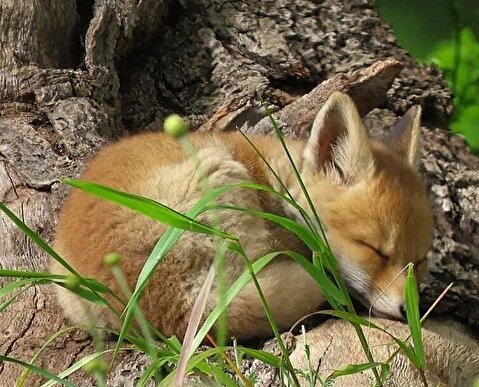 این روباه دل همه را برد + عکس